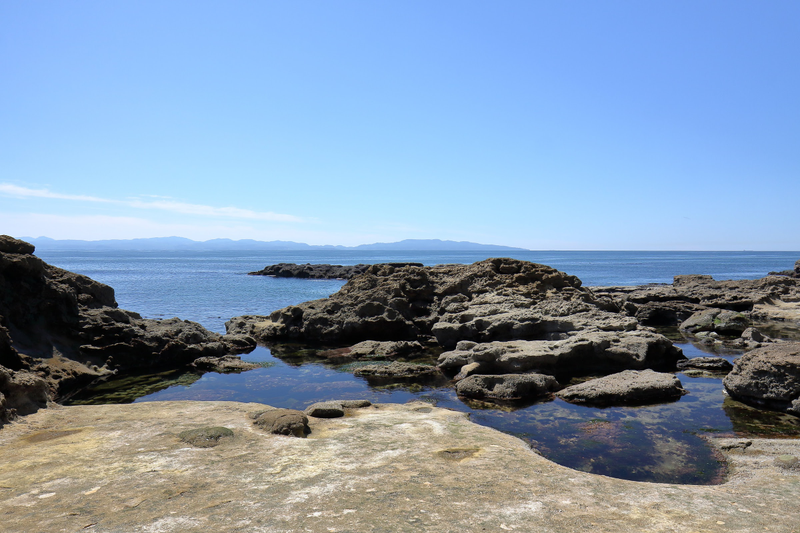Illustration for article titled Pics from the (Ocean Floor): 2018-05-05 at Botanical Beach